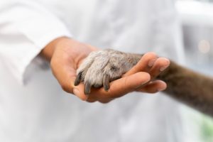 5 áreas da Medicina Veterinária para seguir carreira além de clínicas de pets