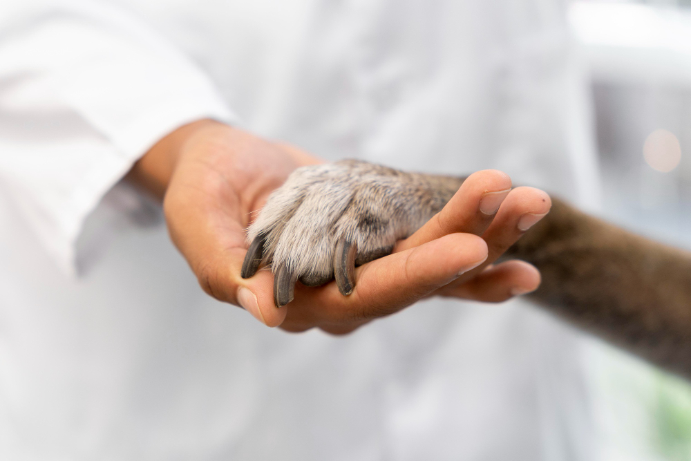 carreira veterinária