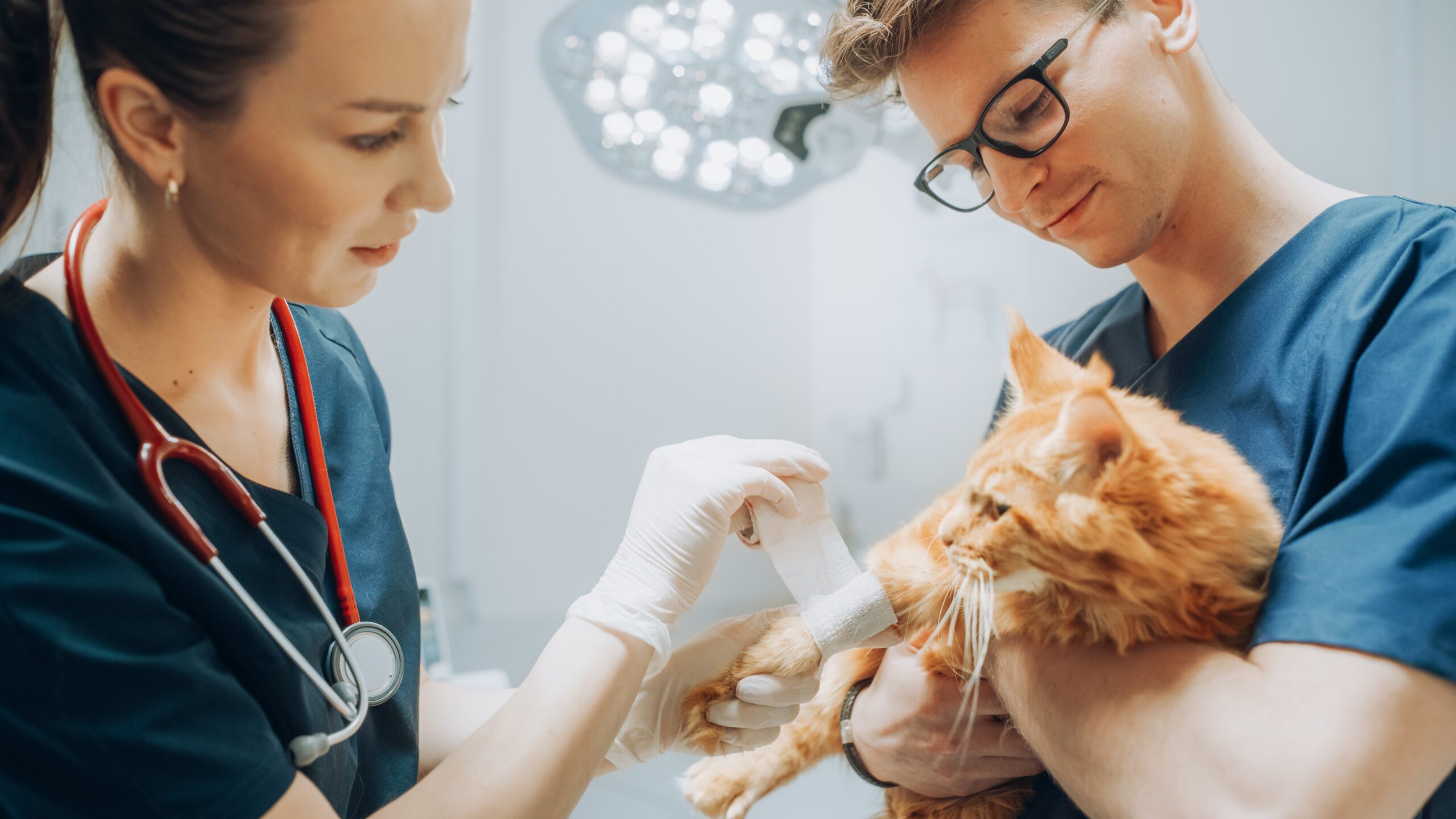 Clínica Médica e Cirúrgica de Pequenos Animais - Campus Guarulhos