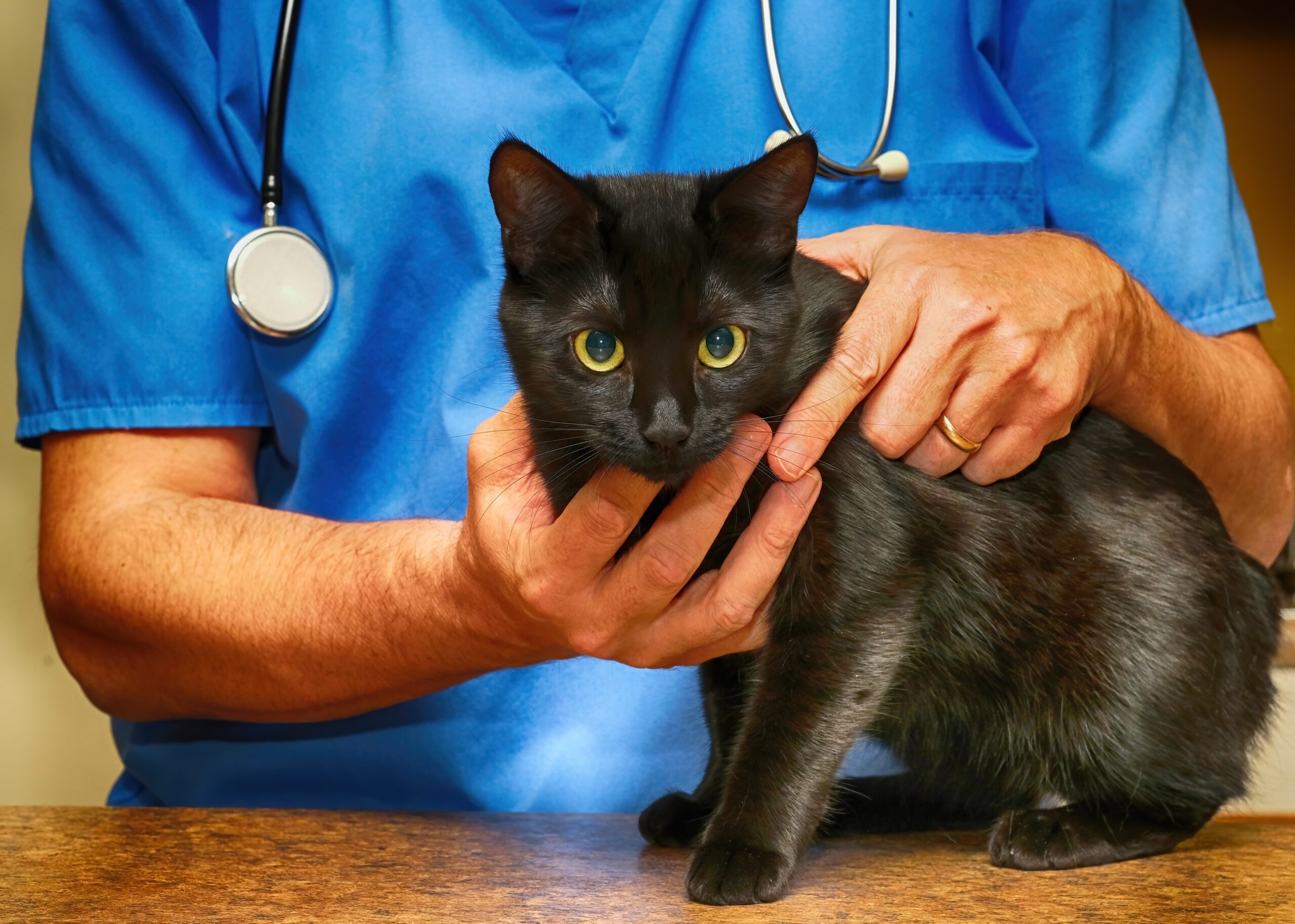 Medicina Felina