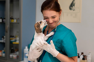 Medicina Veterinária: o que estudar antes de escolher essa graduação?